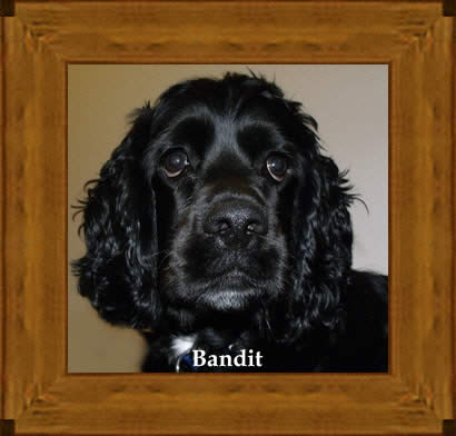 Bandit